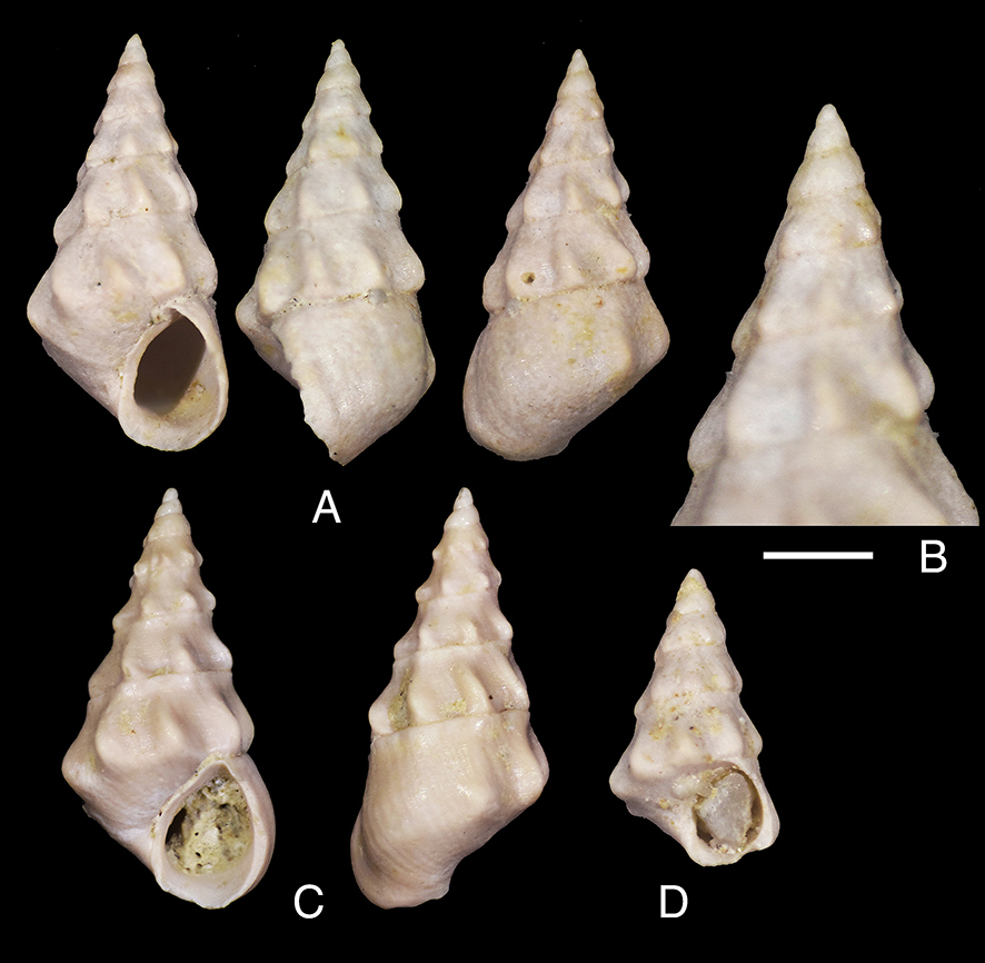 Rissoa sarae Brunetti, Cresti & Forli, 2017. Pliocene, Orciano Pisano