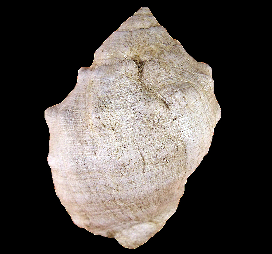 Thais striolata (Bronn, 1831). (Mollusca - Gastropoda - Muricidae). Località Terre Rosse (Siena). Pliocene. Aboral view, height 35 mm