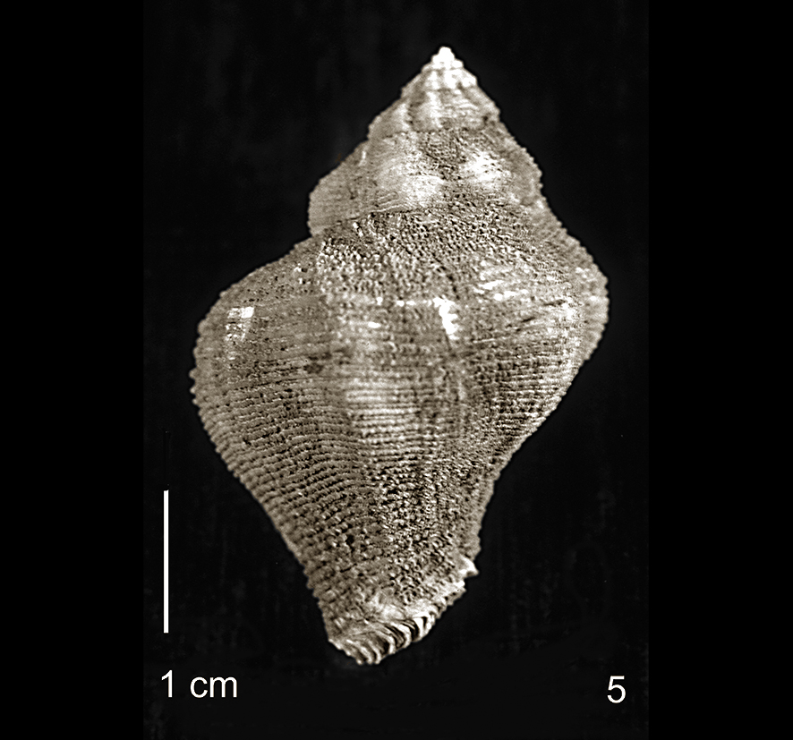 Coralliophila cristinae (Gastropoda - Muricidae - Coralliophila) 2