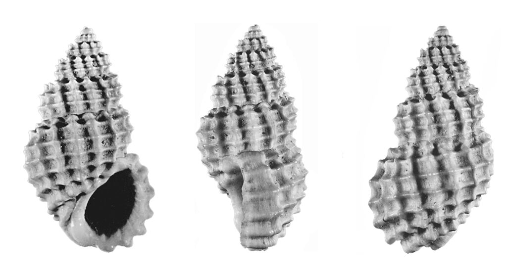 Alvania cancellata (da Costa, 1778). Gastropoda, Rissoidae