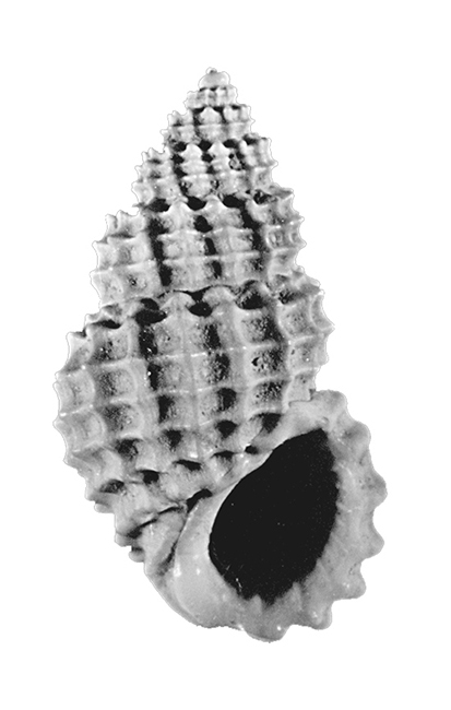 Alvania cancellata (da Costa, 1778). Gastropoda, Rissoidae