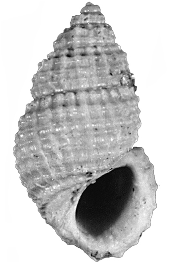 Alvania cimex (Linnaeus, 1758). Gastropoda, Rissoidae