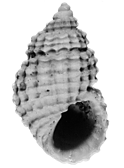 Alvania cimicoides (Forbes, 1844). gastropoda, Rissoidae