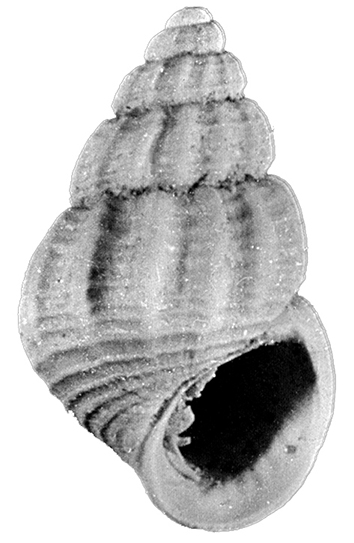 Alvania cioppii Chirli, 2006. Gastropoda, Rissoidae