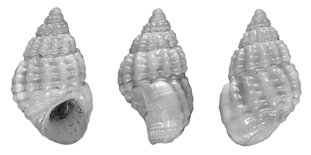 Alvania discors (Allan, 1818). Gastropoda, Rissoidae