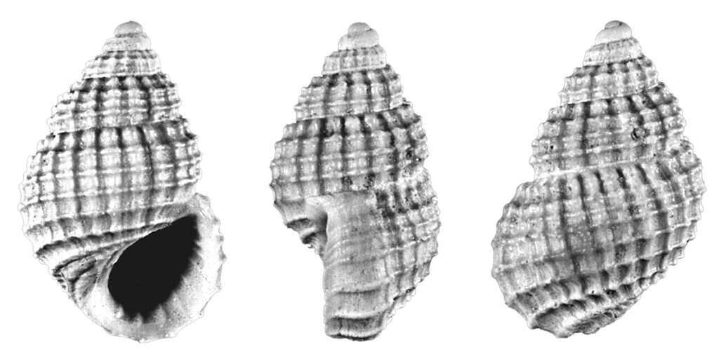 Alvania florentina Chirli, 2006. Gastropoda, Rissoidae