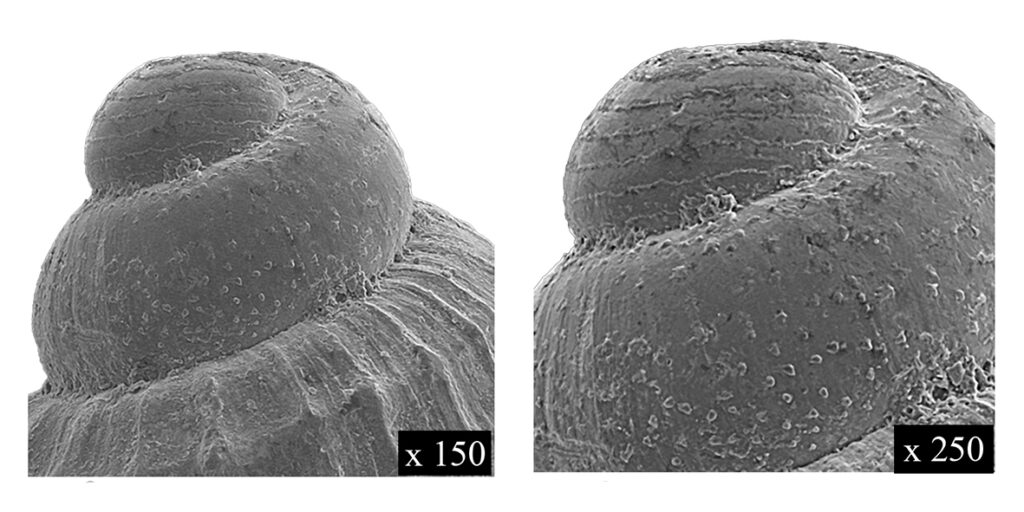 Alvania florentina Chirli, 2006. Gastropoda, Rissoidae