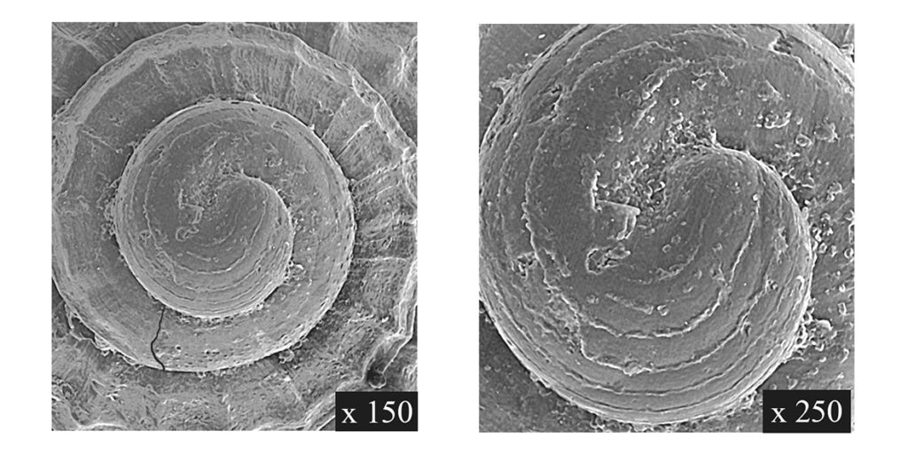 Alvania florentina Chirli, 2006. (Gastropoda, Rissoidae)