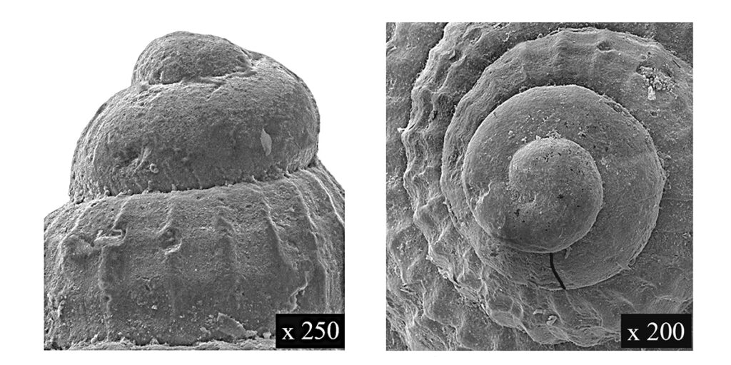 Alvania fredianii Scarponi & Della Bella, 2000 (Gastropoda, Rissoidae). Protoconch