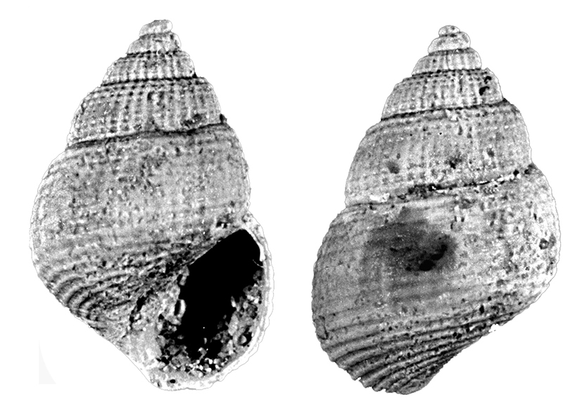 Alvania fredianii Scarponi & Della Bella, 2000 (Gastropoda, Rissoidae)