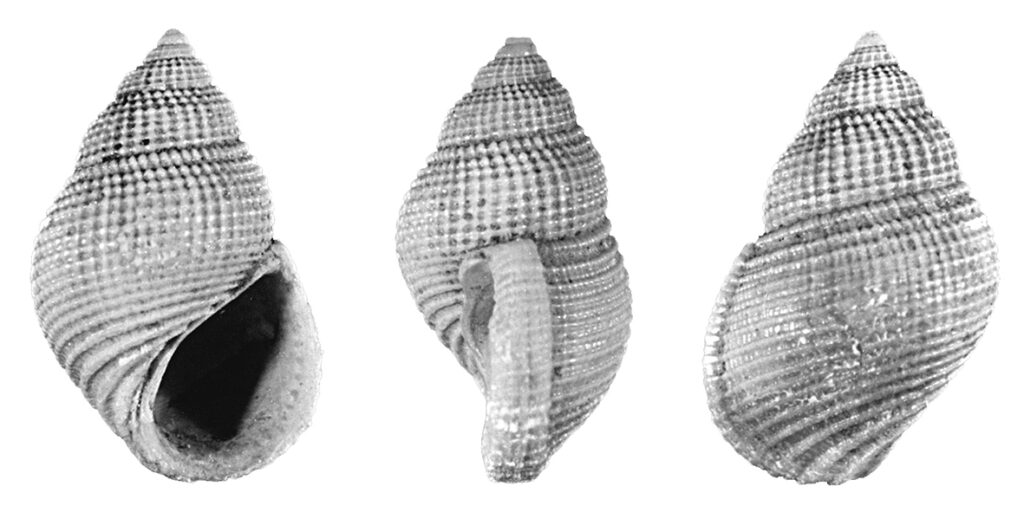 Alvania lactea (Michaud, 1836) (Gastropoda, Rissoidae).