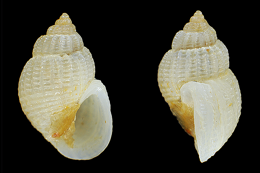 Alvania lactea (Michaud, 1836) (Gastropoda, Rissoidae). Present-day