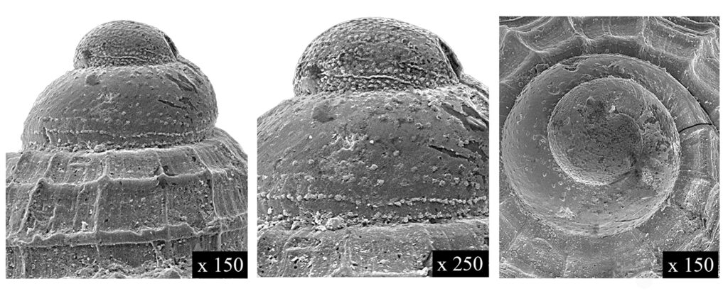 Alvania lactea (Michaud, 1836) (Gastropoda, Rissoidae). Protoconch