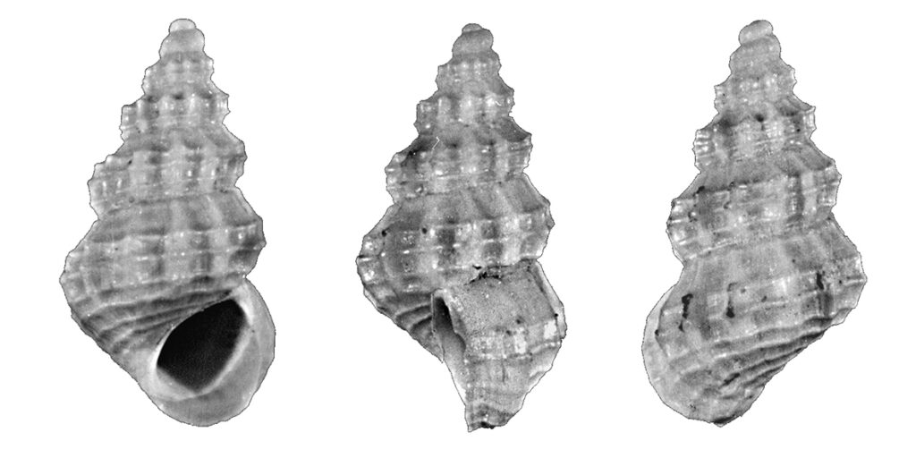 Alvania maurizioi Chirli, 2006 (Gastropoda, Rissoidae). Pliocene.