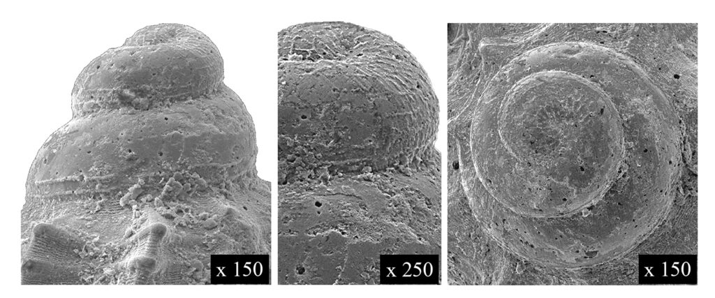 Alvania zetlandica (Montagu, 1816). (Gastropoda, Rissoidae). Ciuciano (Siena). Trotoconch. Pliocene (Piacenzian).