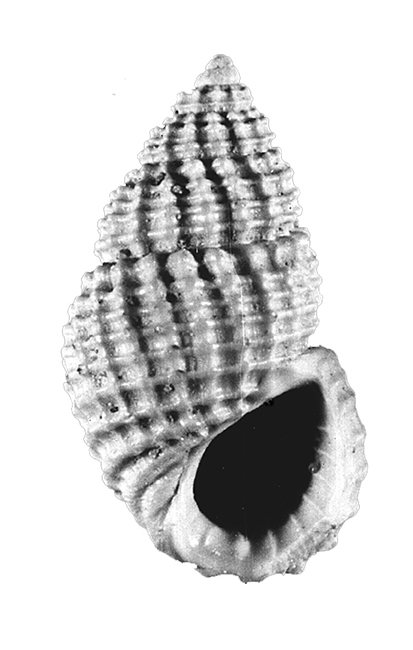 Alvania aglaja De Stefani & Pantanelli, 1878 Gastropoda Rissoidae