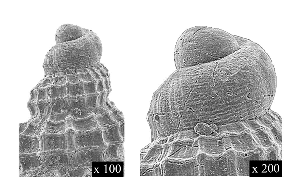 Alvania ameliae Protoconch