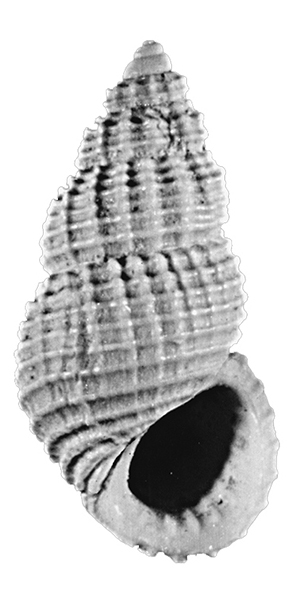 Alvania beani (Hanley, 1844). (Gastropoda, Rissoidae). Pliocene