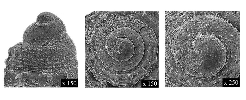 alvania beani protoconch