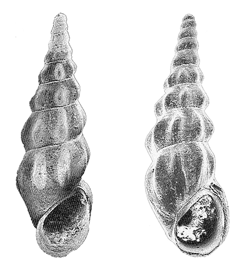 Gastropoda, Rissoidae, Rissoa angulatacuta (Sacco, 1895)