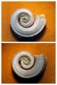 conchiglia spirale